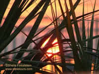 Sunset through reeds