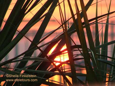 sunset through tall reeds at Wakodahatchee Wetlands