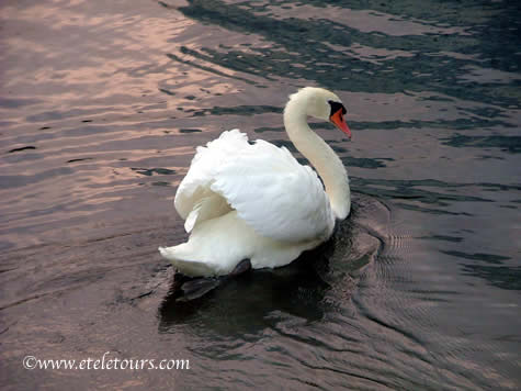 swan in Boca Raton