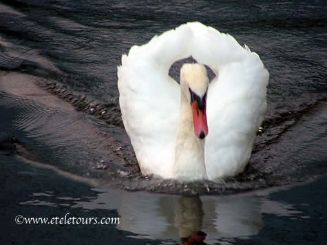 swan with touching wing tips