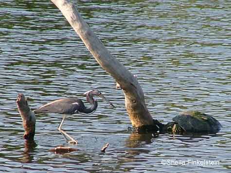 tri-colored heron protected by a log in Wakodahatchee
