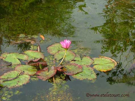 tropical water lily and leaves in AOS Gardens