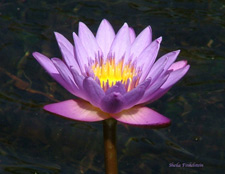 tropical water lily in American Orchid Society Gardens
