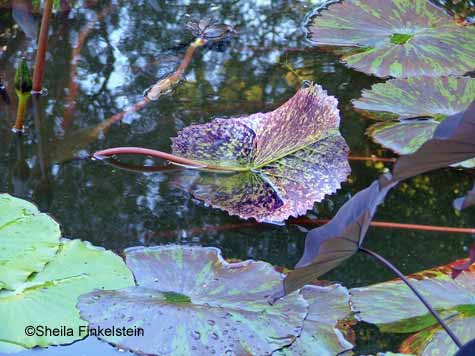 Water lily pad leaves dancing