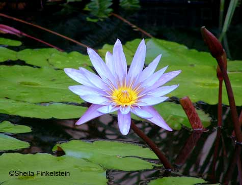 tropical water lily