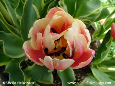 open tulip for ADPA walkathon