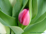 pink tulip bud