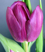 tulip opening