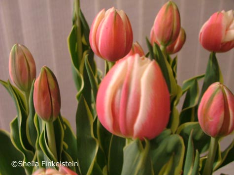 closed tulip bud symbol of Parkinson's Disease