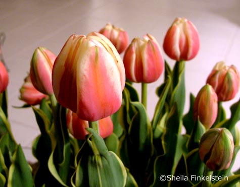 tulips for Parkinson's Disease
