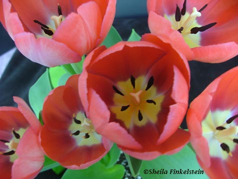 tulip patterns
