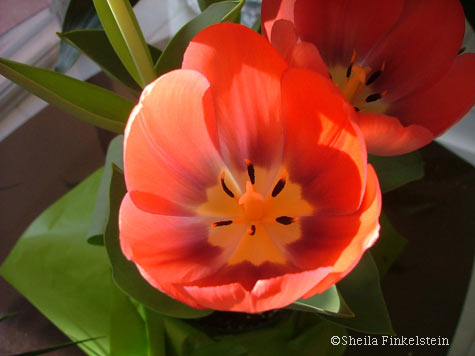 reflections in a tulip