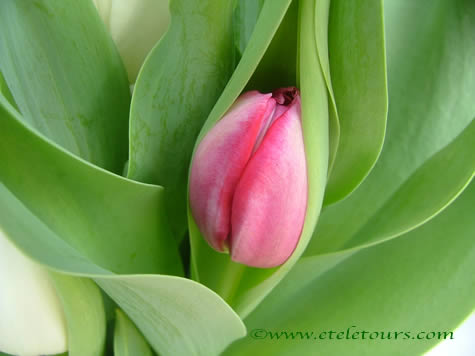 pink tulip bud 