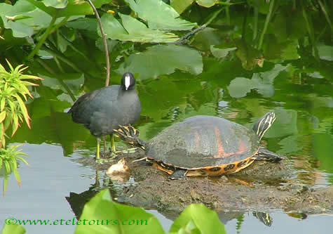 turtle and coot in Wakodahatchee Wetlands