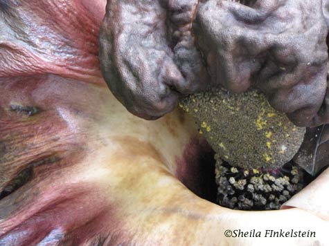 voodoo lily plant base