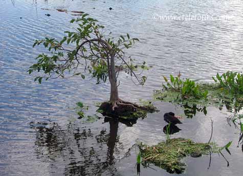 Wakodahatchee tree island