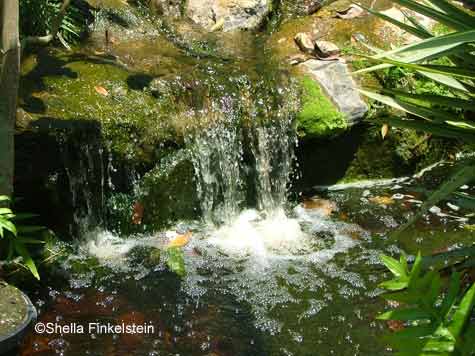 waterfalls in AOS gardens greenhouse