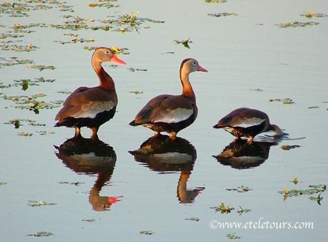 Whistling ducks in Wakodahatchee