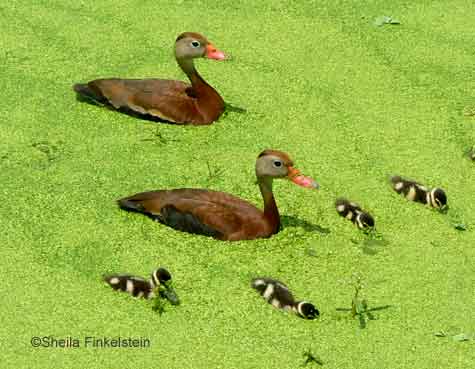 black-bellied whistling duck family 