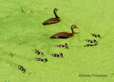 whistling duck - black-bellied - family in Green Cay Wetlands - swimming in duckweed