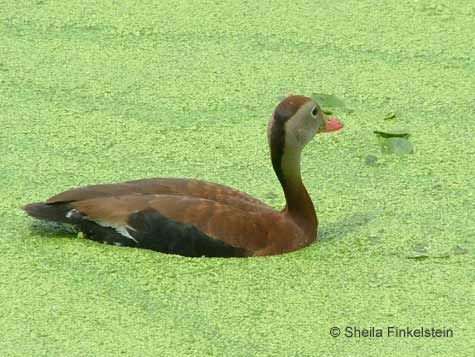 black-bellied whistling duck in Green Cay Wetlands