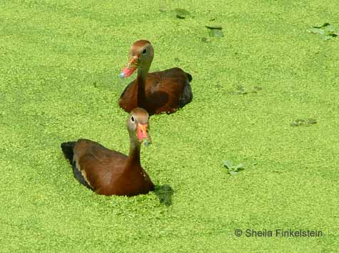 whistling duck in Green Cay Wetlands