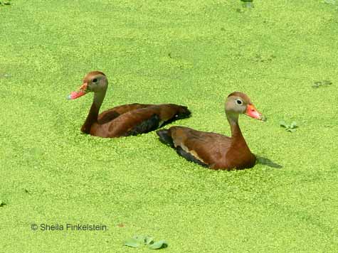 male and female black-bellied whistling duck