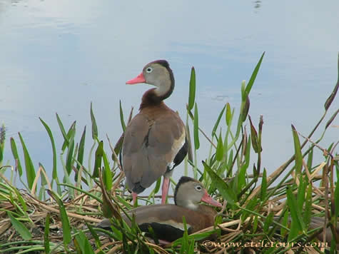 whistling ducks in Wakodahatchee Wetlands