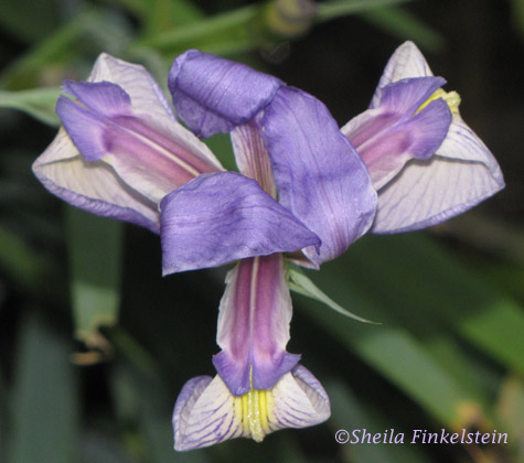 wild iris velvetlike in appearance in Wakodahatchee Wetlands