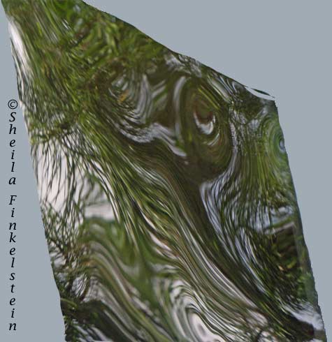 Backyard window reflections