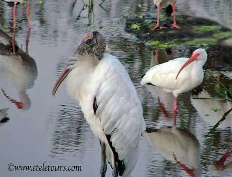 wood stork