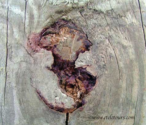wood knot faces in Green Cay Wetlands